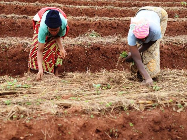 GCASSP women farmers