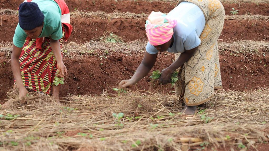 Women In the Field