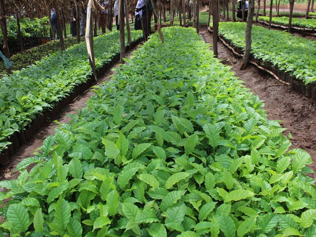 Rwimiyaga Farmers with Calliandra Callothyrsus